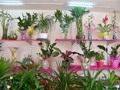 Lynn Flowers storefront image